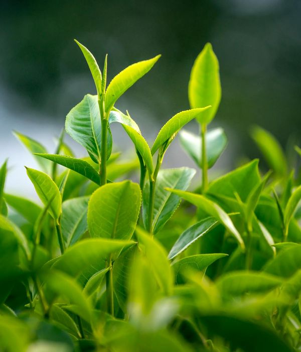 Abstract green leaves representing natural vitality and growth
